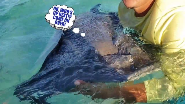 KISSING STINGRAYS! 👄 (FV Family 🌴 Grand Cayman Islands #2) смотреть онлайн