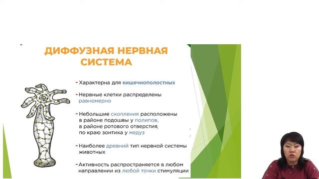Беспозвоночные животные смотреть онлайн