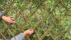 Живая изгородь из ивы спустя 3 месяца после посадки. Русская ива.