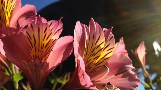 iPhone 4s Camera Demo смотреть онлайн