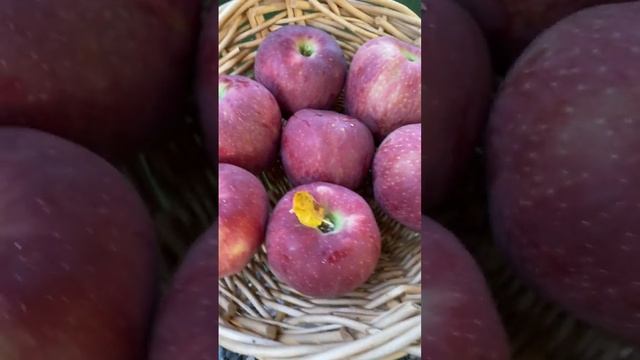 HOW MANY RED DELICIOUS APPLES ARE IN THE BASKET? #gardeningmakesmehappy #gardeningvideos #gardening смотреть онлайн