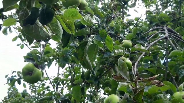Organic Granny apples |Juicey and sour Granny apple tree🍏 смотреть онлайн