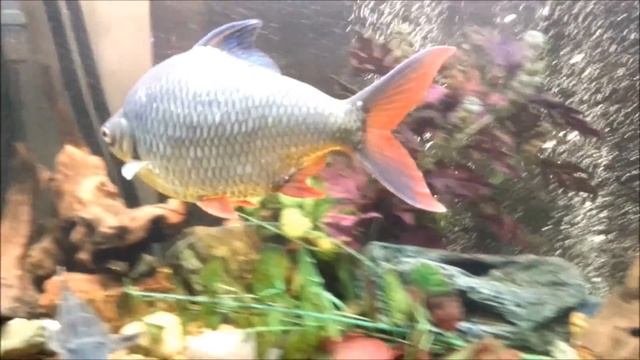 10 Year Old Tinfoil Barb - 90 Gallon Community Tank смотреть онлайн
