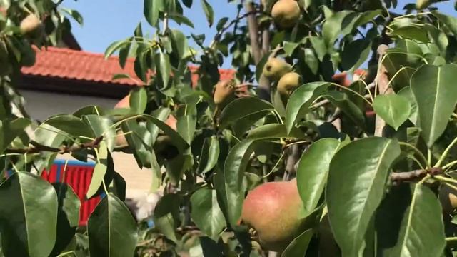 Fruits Trees (Peaches, Apples and Pears) смотреть онлайн
