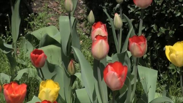 Spring Footage Sample смотреть онлайн