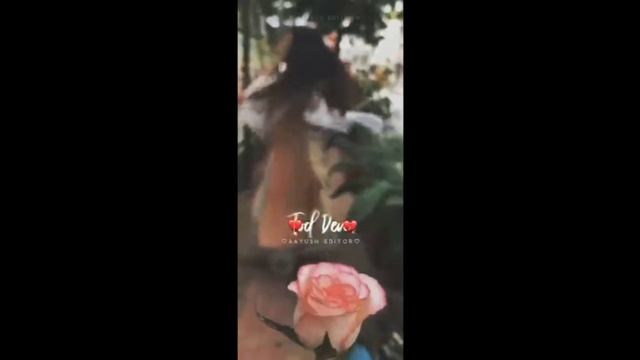 Meri Aashiqui ❤ | Someone special | 4k image full screen status | Mera ye dil 😘 | Aayush editor | смотреть онлайн