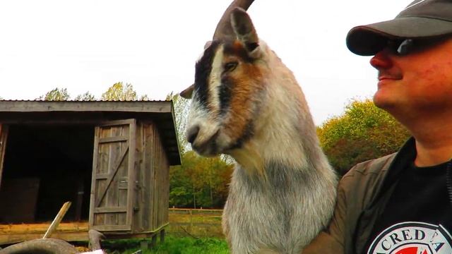 goatlog: Apples, pears and bananas oh my (2021-10-25) смотреть онлайн