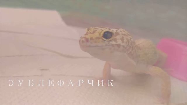 мой первый ЭУБЛЕФАР/ КТО ЭТО? смотреть онлайн