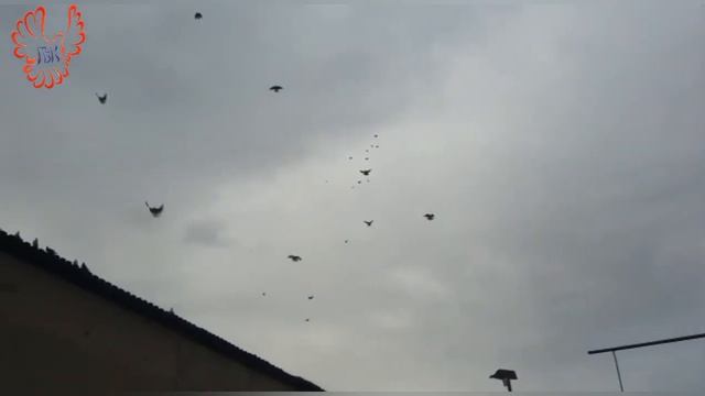 ХИТ дня, полная авторская версия. смотреть онлайн