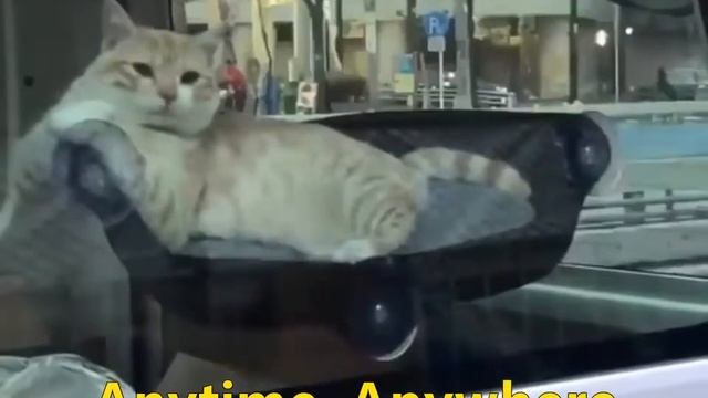 Cat Window Bed (Hammock) смотреть онлайн