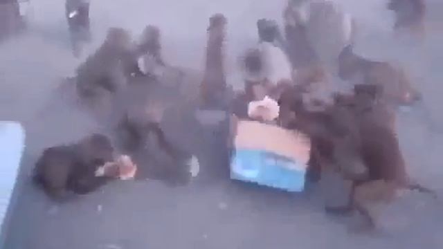 Минутка юмора! Посольство РФ в Киеве, грабят и громят машины. смотреть онлайн