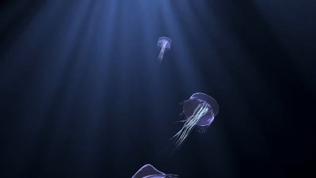 Jellyfish Render 1