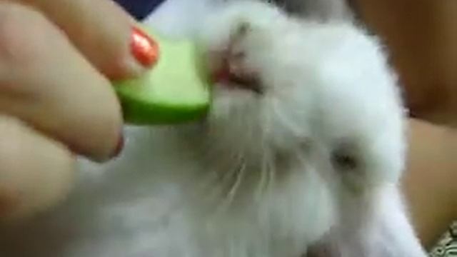 Cute Holland Lop bunny eating an apple смотреть онлайн