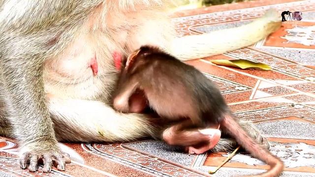 Small Baby Rolls Royce Very Weak Low Power Try Sleep Hug Mom Need Drink Milk / Popular Daily