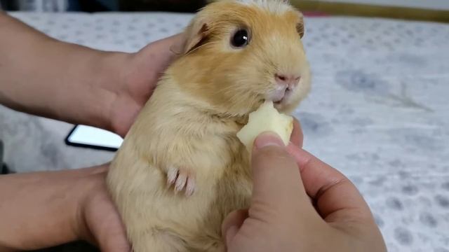 Pigs lie down and eat apples so they can enjoy life 猪躺着吃苹果，好会享受生活 смотреть онлайн