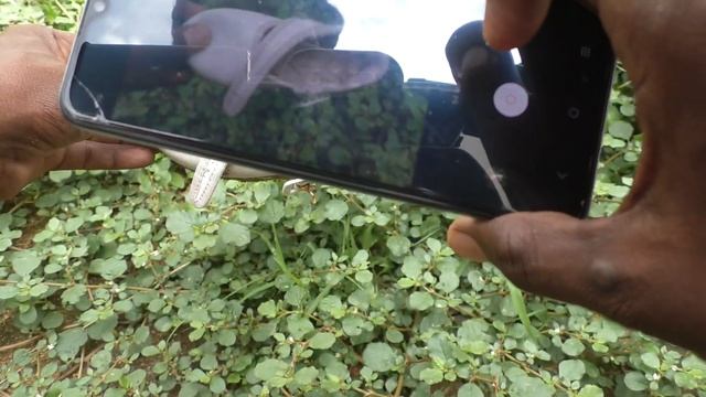 How to activate 64MP camera in Vivo V21e 5G смотреть онлайн