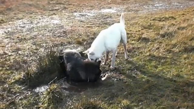Mac & Shadow смотреть онлайн