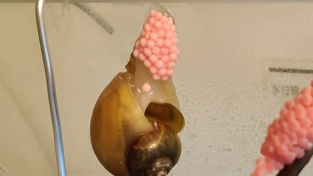 Golden Apple Snail laying her second batch of eggs смотреть онлайн