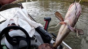 Тысячи карасей против налимов ! закрытие сезона летней рыбалки !