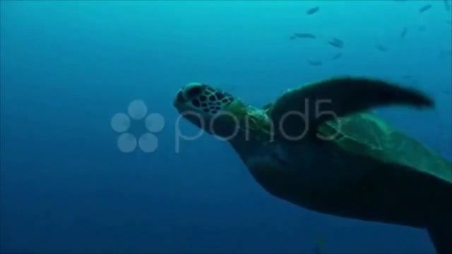 Green Turtle Reef Swim Apple Prores 422 Hq stock footage смотреть онлайн