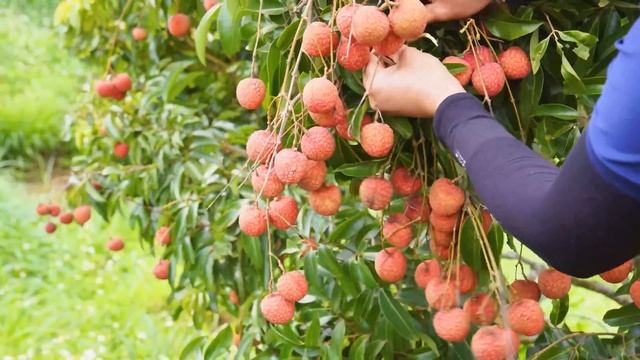 Harvesting Banana , Lychee Fruit Go to the market to sell Lucia Daily Life смотреть онлайн