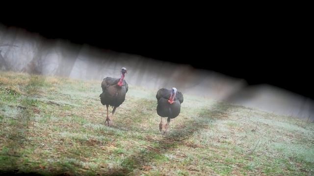 Blowgunning for Turkeys смотреть онлайн
