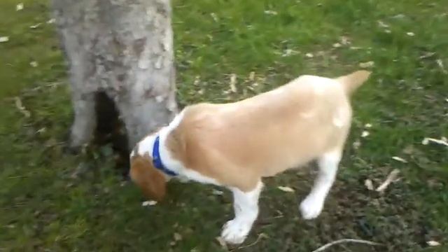 Pup and crab apple tree смотреть онлайн