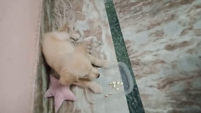 I don't like apples hooman give me 🥭 😬 смотреть онлайн