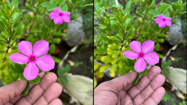 Oneplus Nord 3 5G VS IPhone 13 Camera Comparison смотреть онлайн