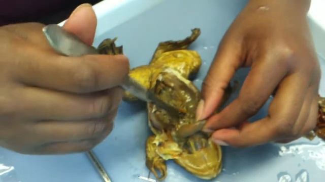 Victoria G., Alex L., Maddie B. Honors zoology смотреть онлайн