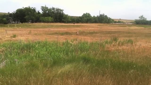 DT Systems Bumper Launcher - Mac Makes 100 Yard Retrieves At 4 months old смотреть онлайн