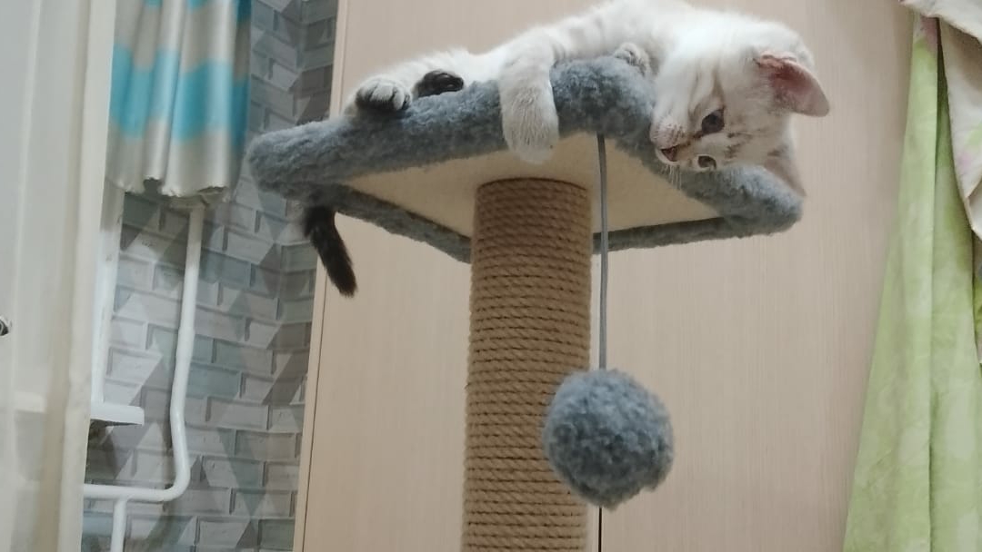 котик котик тёпленький животик смотреть онлайн