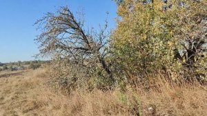 Деревенский влог. Много покупок. Опять подарки.