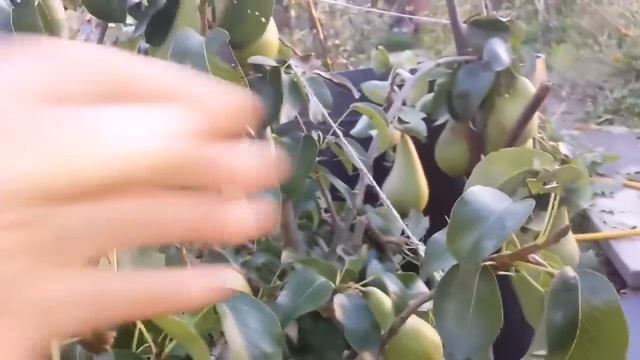 Complete Guide: How To Grow Pear Variety Concorde/No Dig Organic Allotment Fruit Orchard /The Movie смотреть онлайн