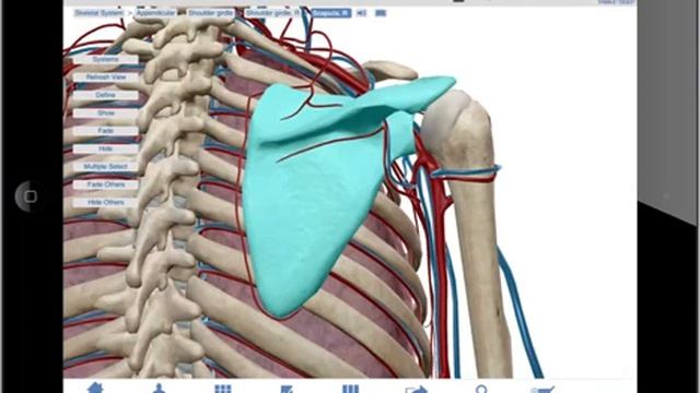 Human Anatomy Atlas 5 tutorial (iPad) смотреть онлайн