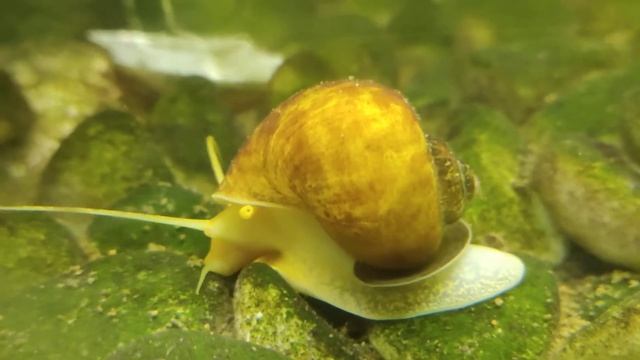 Golden Apple snail смотреть онлайн