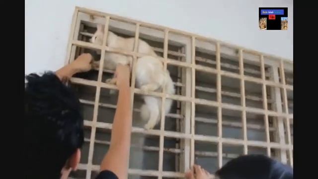 Cats Trapped in the Window Grill- Most Critical Emotional Animal Rescue смотреть онлайн