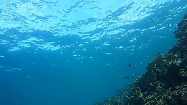 hookah dive Friday morning dec.17 2020 смотреть онлайн