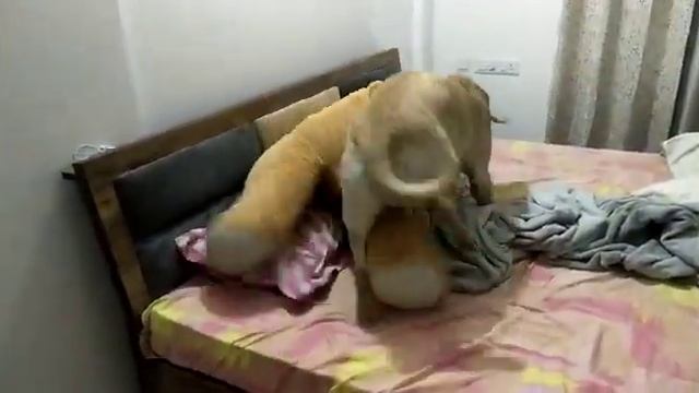 ye dekho kaise Mac teddy ko maar raha hai смотреть онлайн