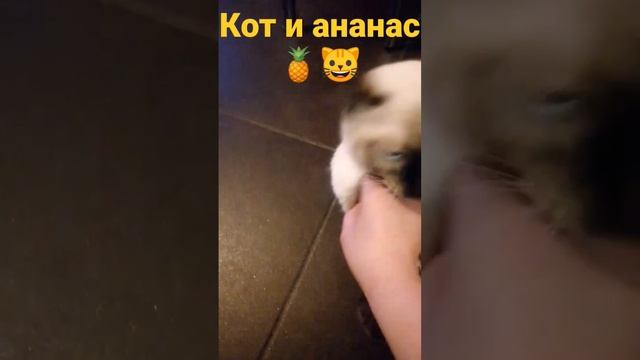 кот и ананас🤣 смотреть онлайн