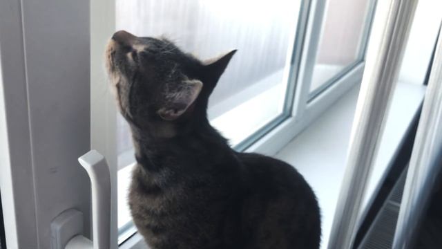 My Cat Loves to Breathe Fresh Air | Funny Cat Video смотреть онлайн