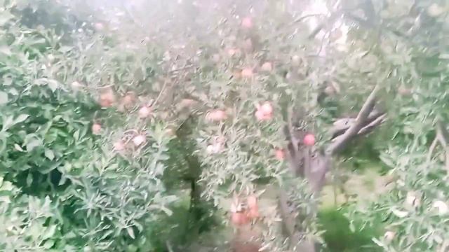 golden apple| apple trees|golden apple seedling|apple harvest|if trees dropped golden apples|#apple смотреть онлайн