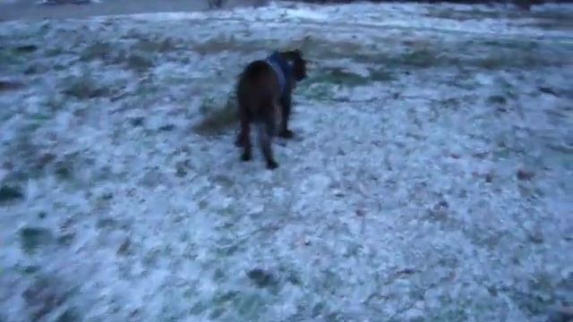 presa canario 7 month's Roko смотреть онлайн