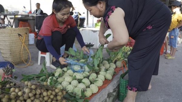 Harvesting Green Custard Apple Go to Market Sell | Explore With Lý Nguyệt Anh