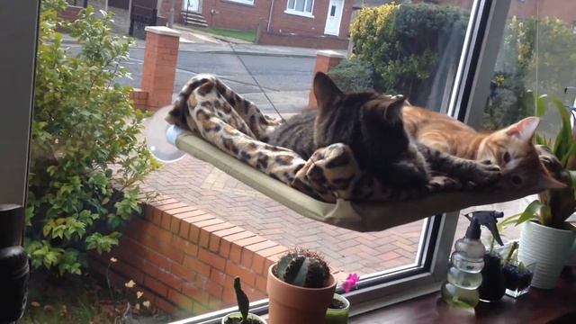 Cat bed window mounted | Sofia & Felix enjoy their time on the window #4 смотреть онлайн