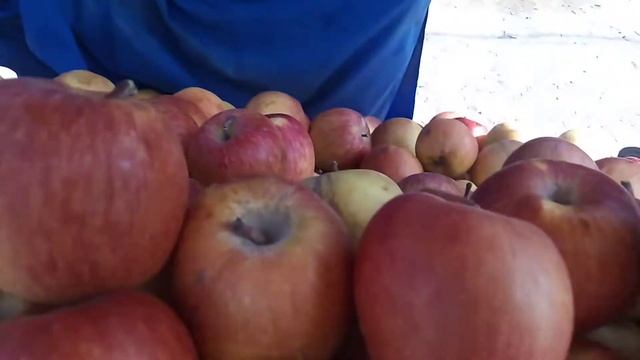 Aj Hum Kharbozeh Or Saib Apple Bich Rahy Hai Wo B Mofat One Handred Two Kg