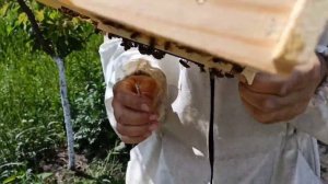 Джентерский сот , работаем