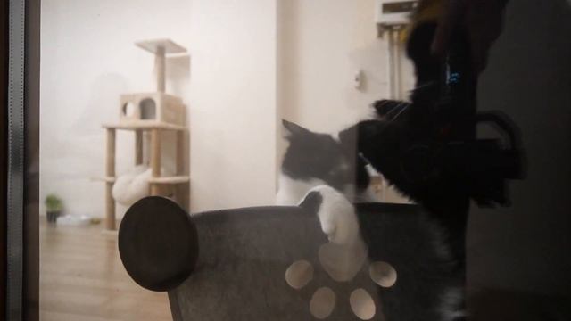 Introducing window bed to our cats | Uni and Nami | Catz Club смотреть онлайн