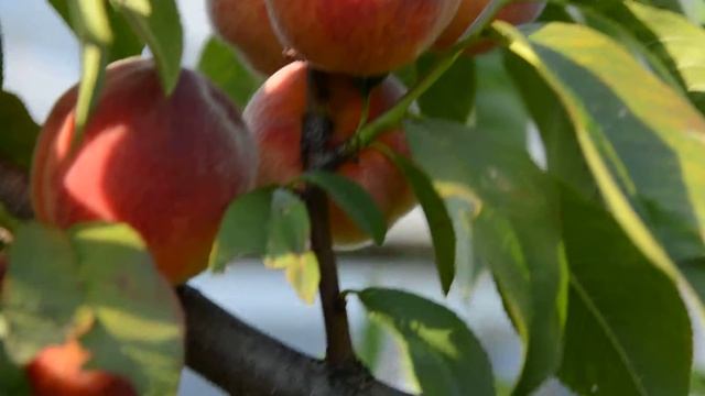 Персик Фертилия смотреть онлайн