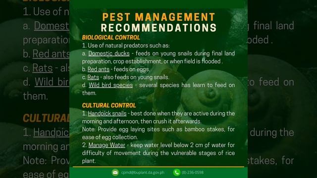 Golden Apple Snail |explorer101 смотреть онлайн